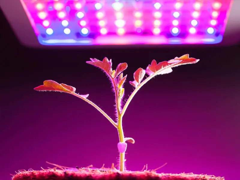 رشد گیاه زیر نور پروژکتور