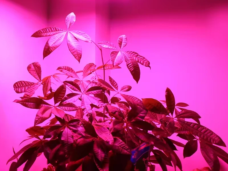 رشد گیاه زیر نور بنفش